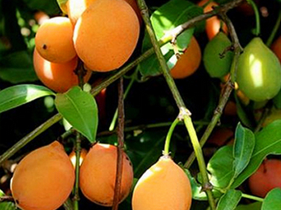 澳大(dà)利亞黃(huáng)金(jīn)山(shān)竹