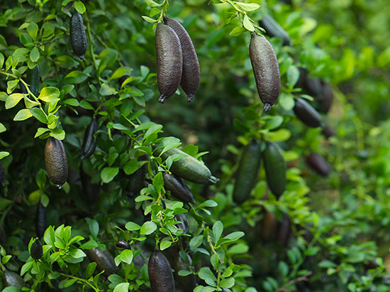 手指檸檬産業(yè)園入選海(hǎi)南(nán)省熱(rè)作(zuò)标準化(huà)生(shēng)産示範園