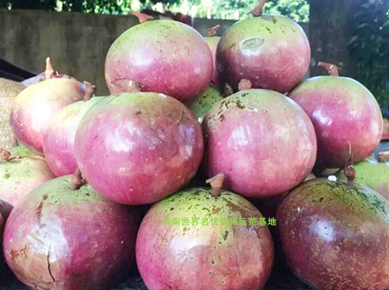 越南(nán)牛奶果