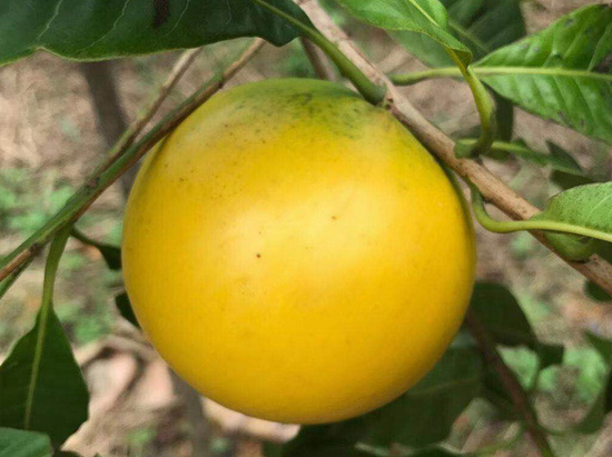 南(nán)美(měi)黃(huáng)晶果