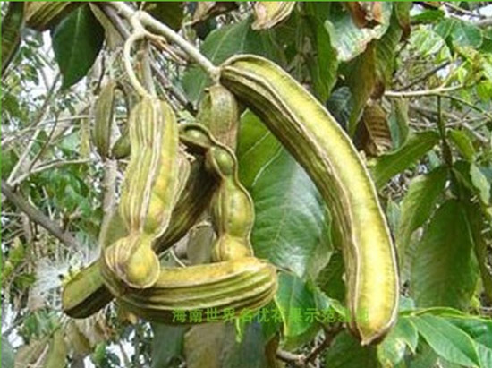 香草(cǎo)冰淇淋豆