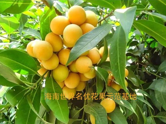 泰國(guó)枇杷芒